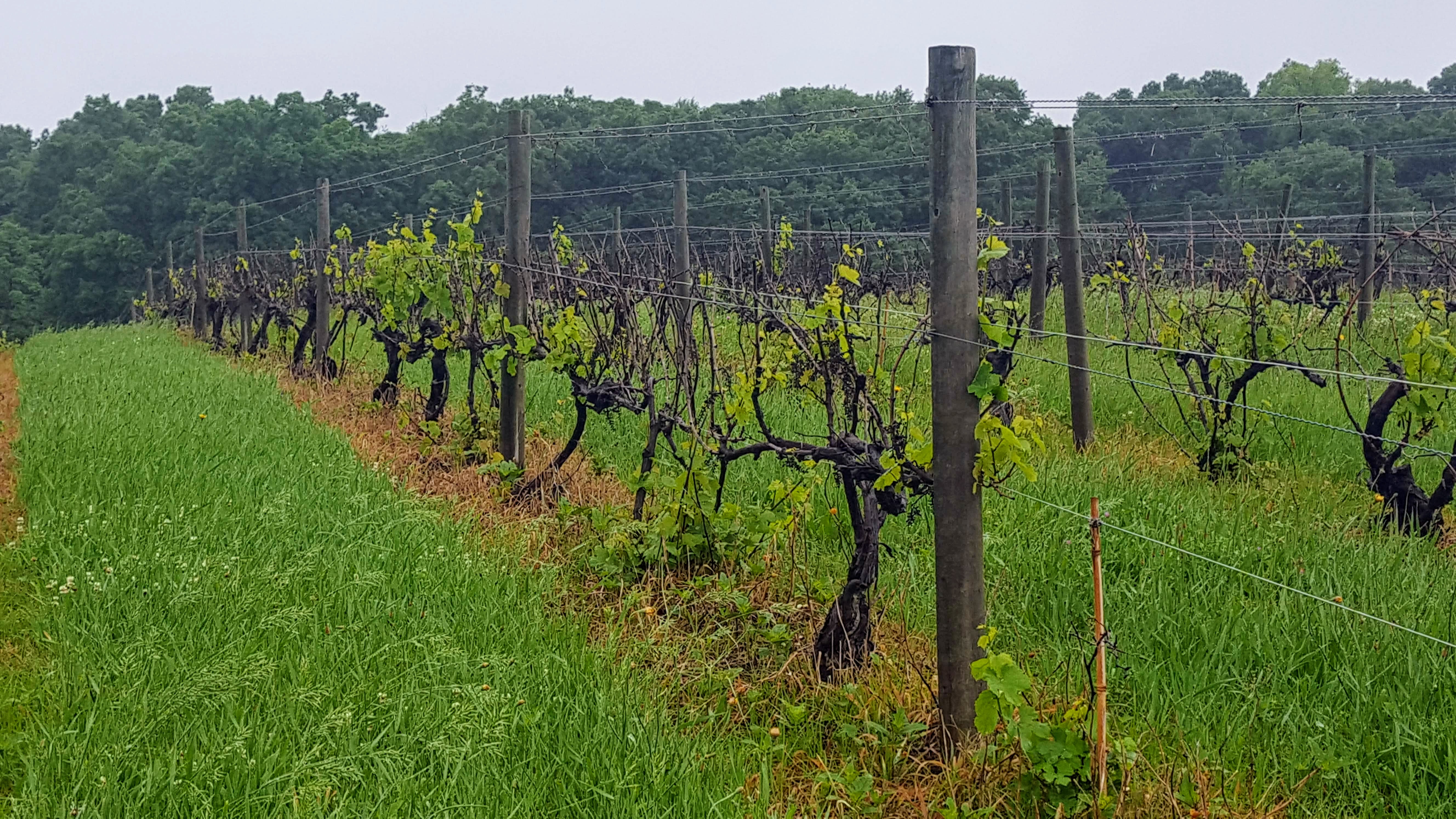 Chardonnay winter injury